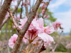 -天适樱花悠乐园
