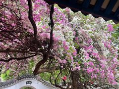 -深圳国际园林花卉博览园