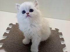 -喵zoo家庭繁育猫舍(尖东智能花园店)
