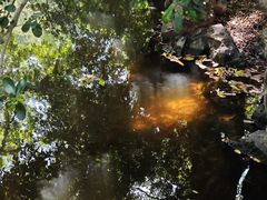 -秋霞圃