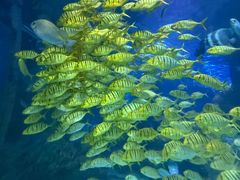 -太平洋海底世界