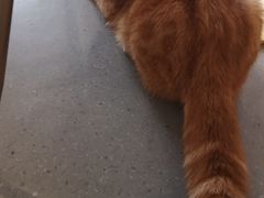 -飞行喵MR PILOT|猫舍·猫咖(静安大融城店)