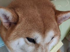 -怪兽屋·羊驼·猫咖·狗咖(俊华广场店)