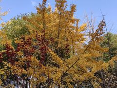 -后襄河公园