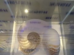 -贝壳梦幻世界