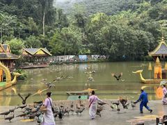 -西双版纳原始森林公园