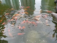 -陆家嘴中心绿地