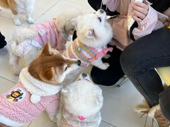 -怪兽屋·羊驼·猫咖·狗咖(俊华广场店)