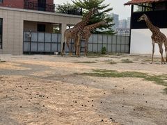 -灵玲国际马戏城