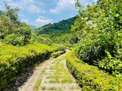 -桃花岭景区