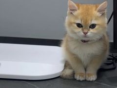 -派特宠物医院(圆融广场店)