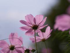 -花开海上生态园