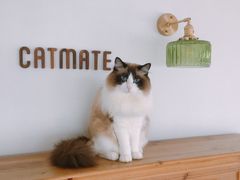 -Catmate·猫肥家润(金润铂宫店)