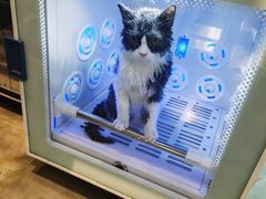 -PETKIT小佩宠物·低压洗护(国顺东路店)