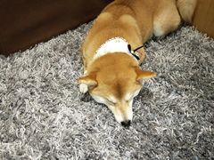 -柴务处·柴犬主题狗咖