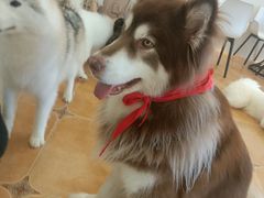 -Let's go狗咖·猫咖·奶狗·桌游(春熙路IFS店)