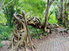 -中国科学院西双版纳热带植物园