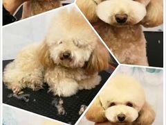 -爱宠屋pet shop·宠物洗澡·宠物美容