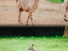 -杭州野生动物世界