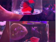 -华声天桥民俗文化园