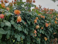 -上海辰山植物园