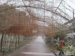绿光农场照片 027-苏州太湖西山岛开心农场