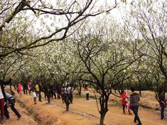 -南国桃园旅游度假区