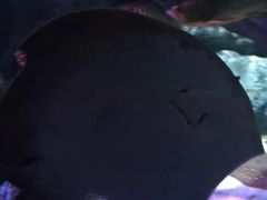 -暹罗海洋世界