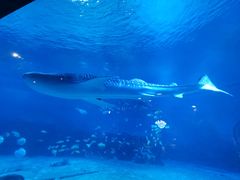 -烟台海昌鲸鲨海洋公园