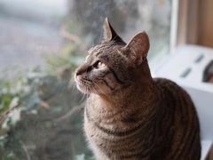 -海边的猫和咖啡馆