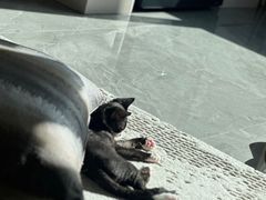 -瑞派福兴宠物医院犬猫全科·骨科·中西医结合(河东店)