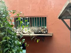 -青藏高原野生动物园