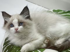 -青奢宠物·青奢猫舍