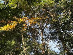 -莫里热带雨林景区