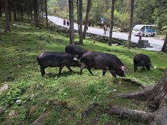 -硗碛藏寨·神木垒景区