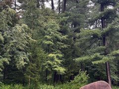 -五营红松林海景区