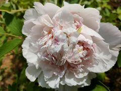 -洛阳郁金香牡丹园