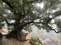 -杨家堂村