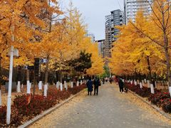 -长白岛森林公园