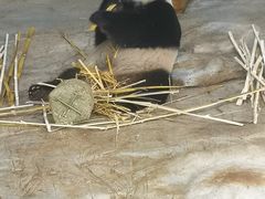 -海南热带野生动植物园