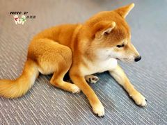 -柴源莊·柴小宠柴犬咖啡
