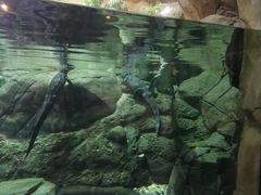 -上海海洋水族馆