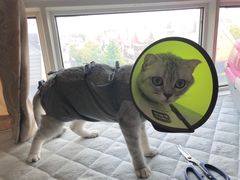 -圣宠动物医院·犬猫专科·影像中心·外科中心