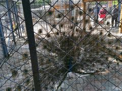 -长白岛森林公园