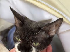 -康爱犬猫诊所·牙专科·骨外科·影像内科(丰宁店)