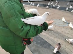 -中粮·祥云小镇