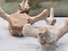 -北京周口店北京人遗址博物馆