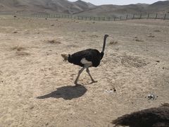 -新疆天山野生动物园