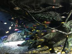 -暹罗海洋世界