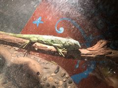-上海大自然野生昆虫馆(东方明珠·爬宠昆虫探索中心)